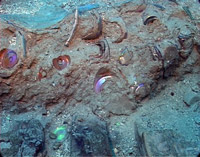 Photographie : Piles de gobelets au contact direct du plancher de cale (crédit Daniel Rebillard)