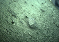 Photographie : Détail face inférieure (crédit ARASM)